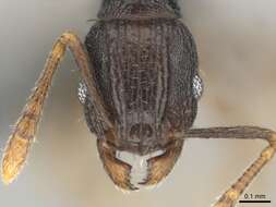 Image of Tetramorium zambezium Santschi 1939