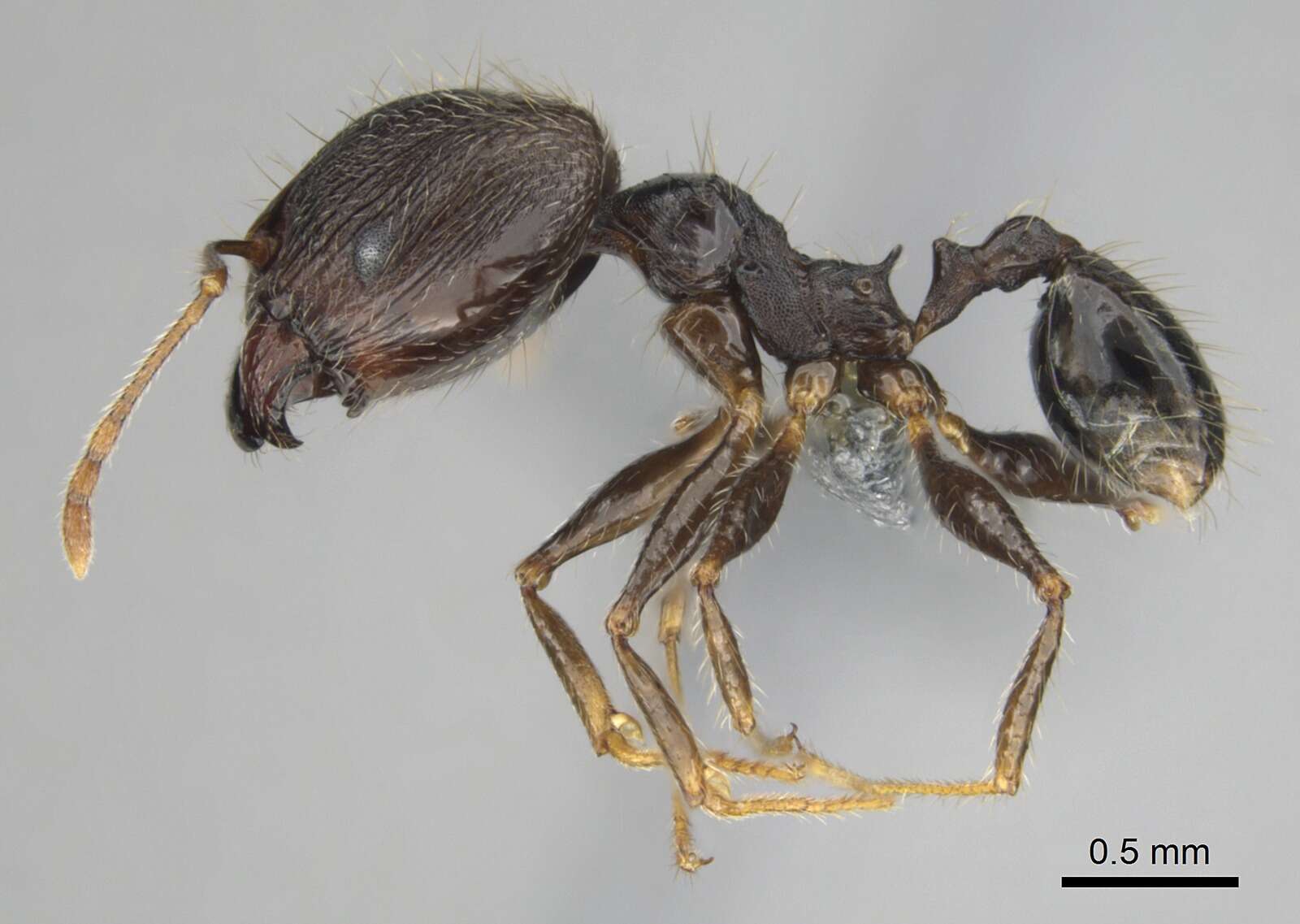 Image of Pheidole aurivillii Mayr 1896