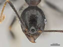 Image of Pheidole aurivillii Mayr 1896