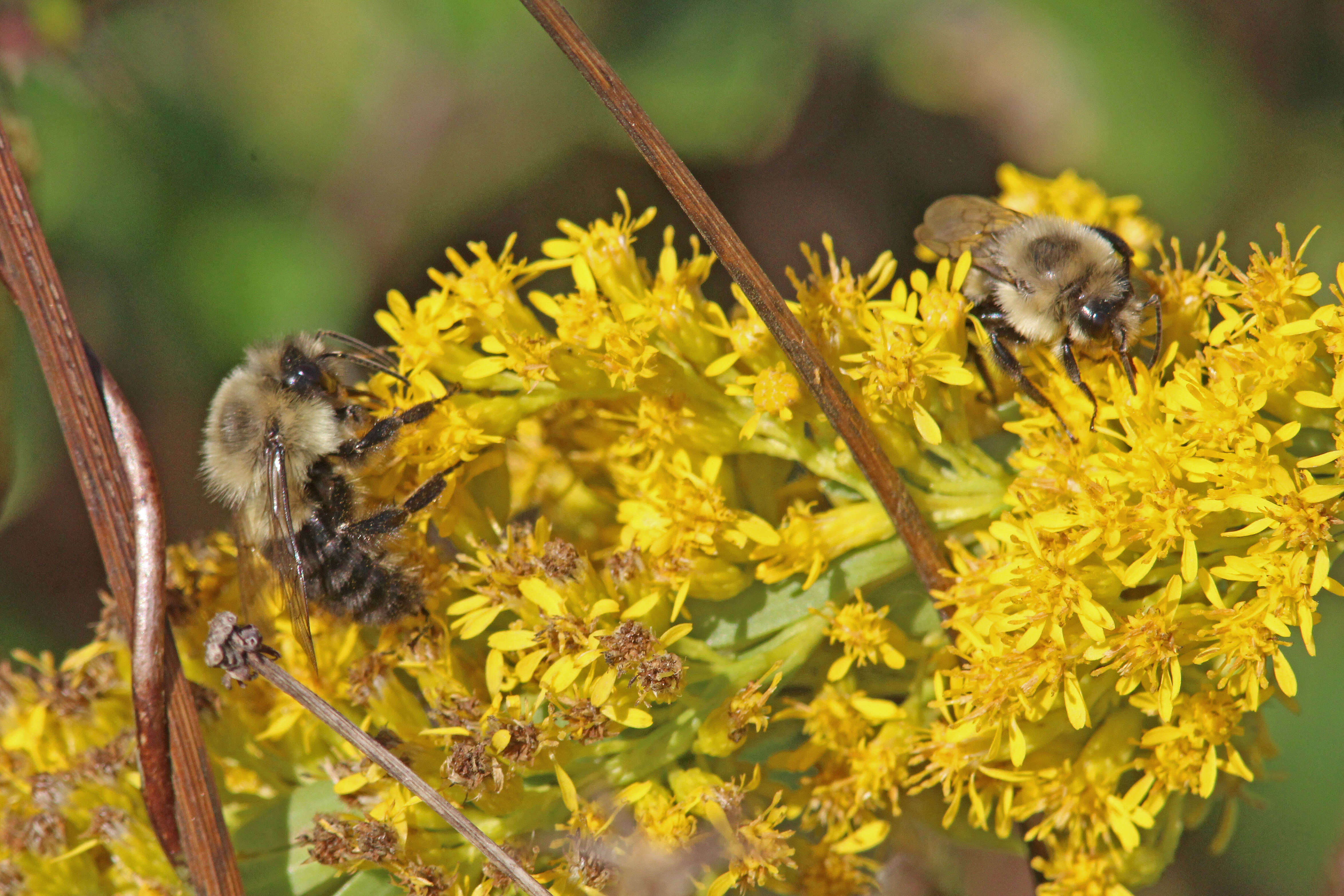 Image of Common Eastern Bumblebee