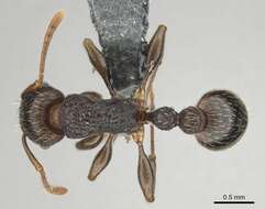 Tetramorium quadridentatum Stitz 1910的图像