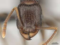 Tetramorium quadridentatum Stitz 1910的图像