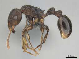Tetramorium quadridentatum Stitz 1910的图像