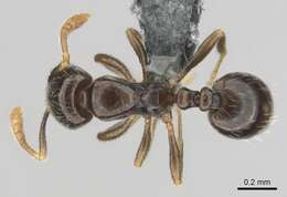 Image of Monomorium invidium Bolton 1987