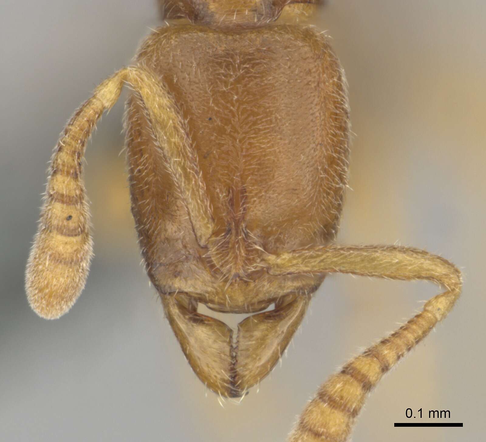 Image of Hypoponera coeca (Santschi 1914)