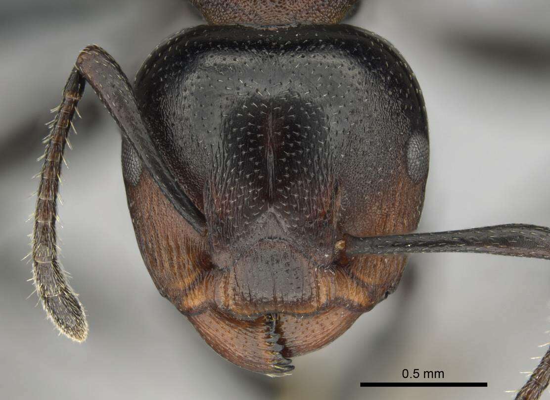 Image of Atopomyrmex cryptoceroides Emery 1892