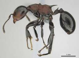 Image of Atopomyrmex cryptoceroides Emery 1892