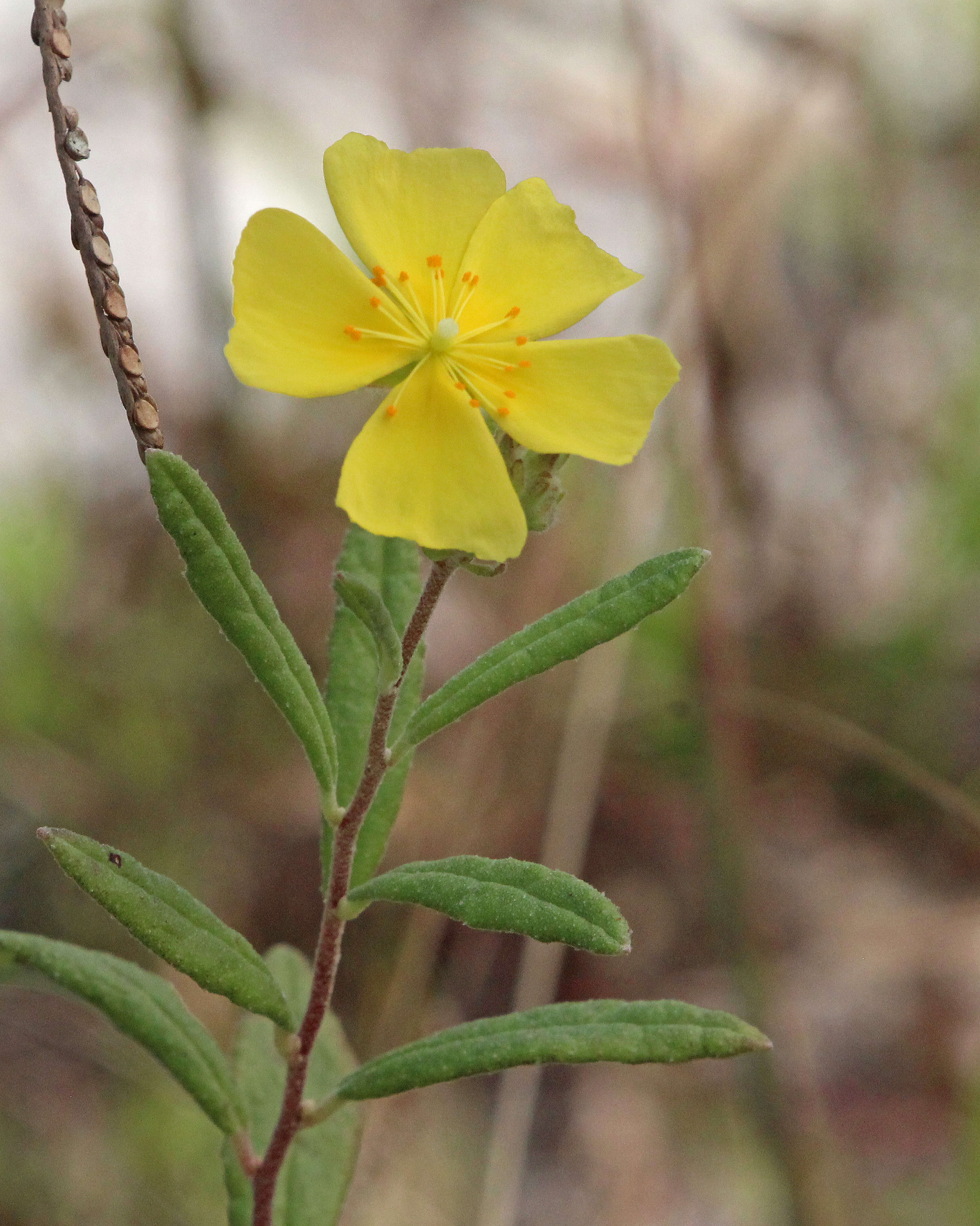 Imagem de Crocanthemum corymbosum (Michx.) Britt.