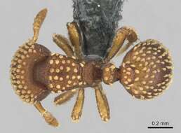 Image of Calyptomyrmex kaurus Bolton 1981