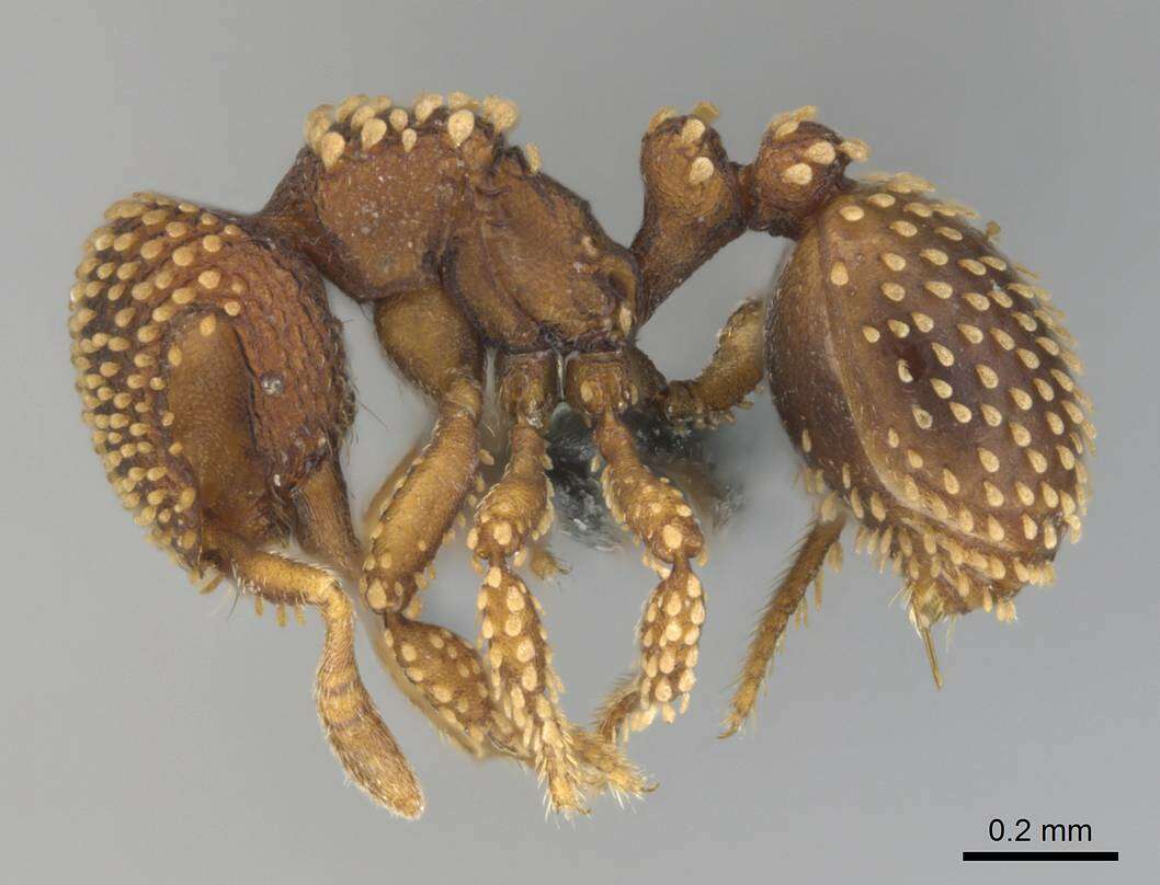 Image of Calyptomyrmex kaurus Bolton 1981