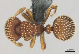 Image of Calyptomyrmex kaurus Bolton 1981