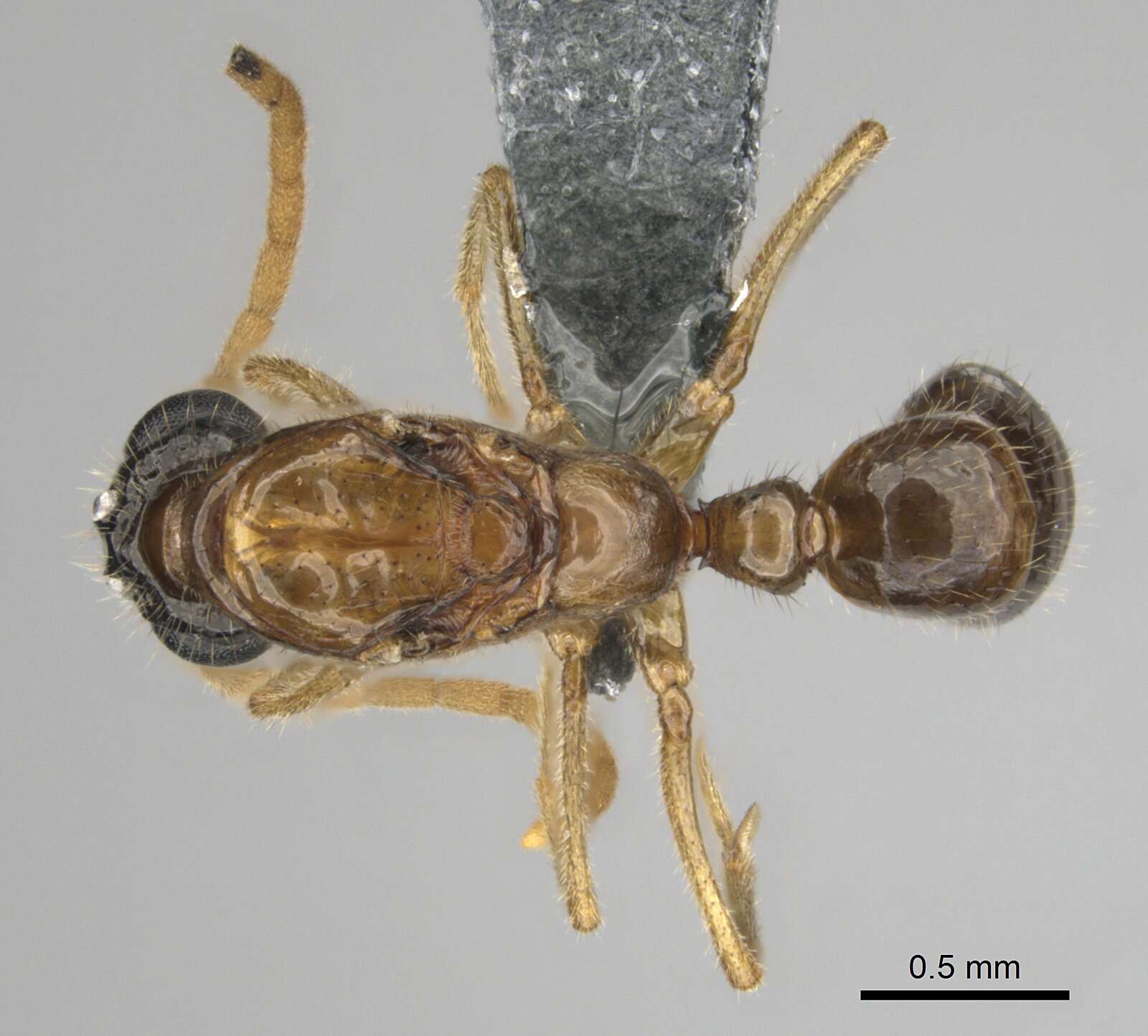 Image of Hypoponera coeca (Santschi 1914)