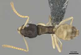 Image of Ant