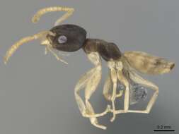 Image of Ant