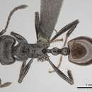 Image of Myrmicaria nigra (Mayr 1862)