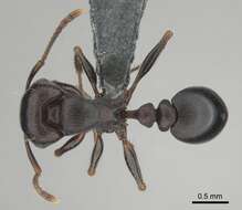 Image of Tetramorium nama