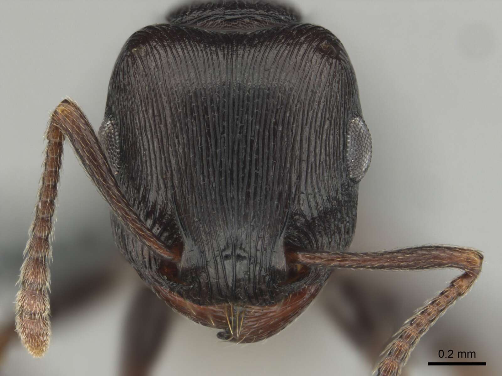 Image of Tetramorium nama