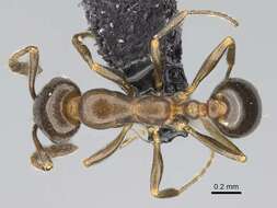 Image of Monomorium esharre Bolton 1987