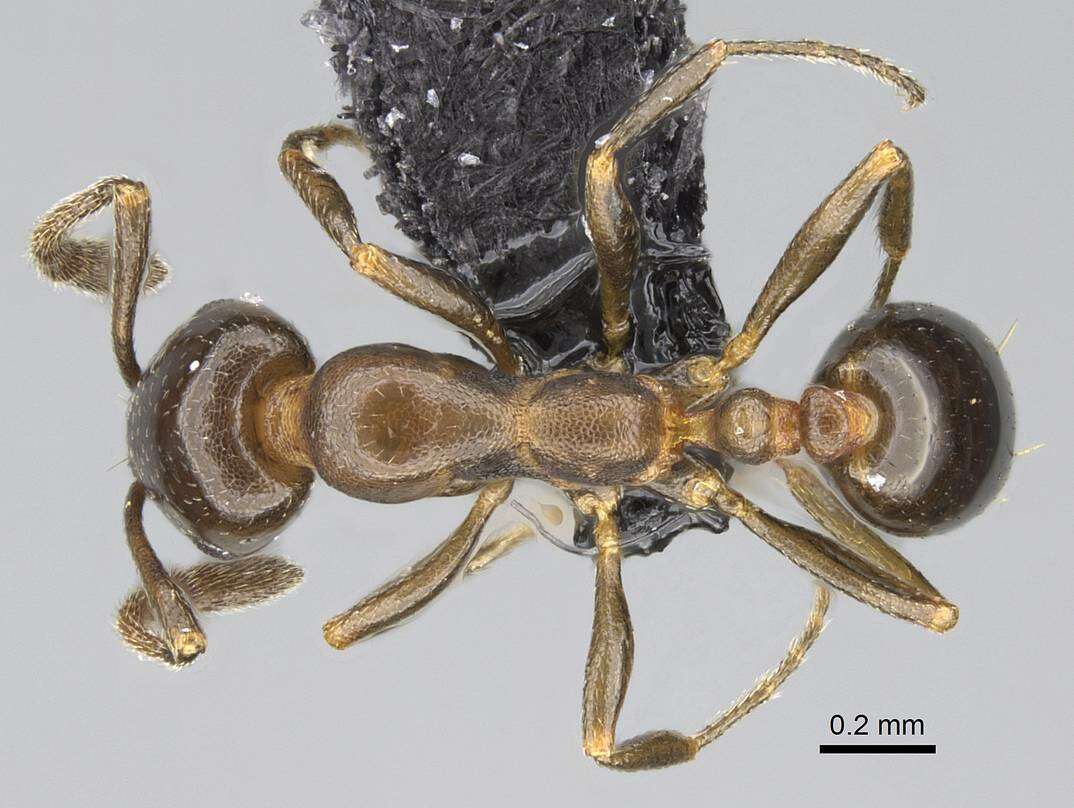 Image of Monomorium esharre Bolton 1987