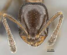 Image of Monomorium esharre Bolton 1987