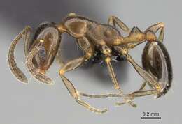 Image of Monomorium esharre Bolton 1987