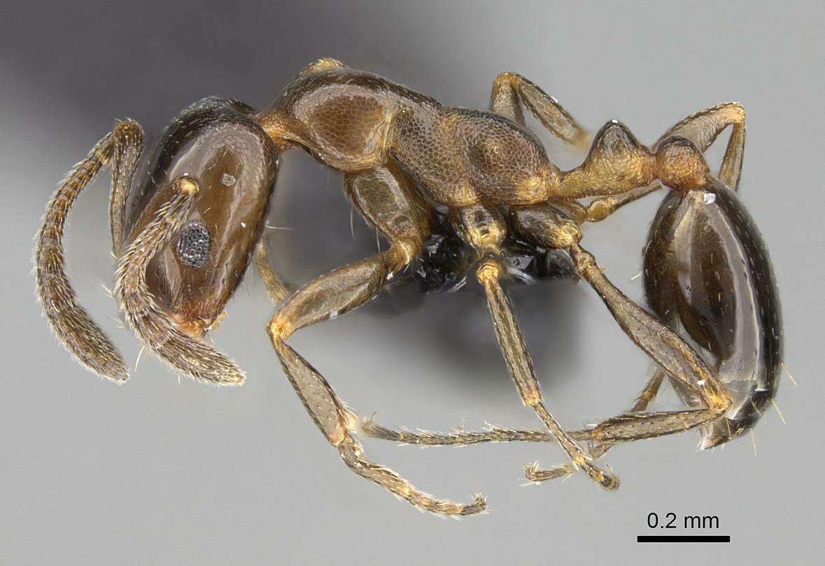 Image of Monomorium esharre Bolton 1987