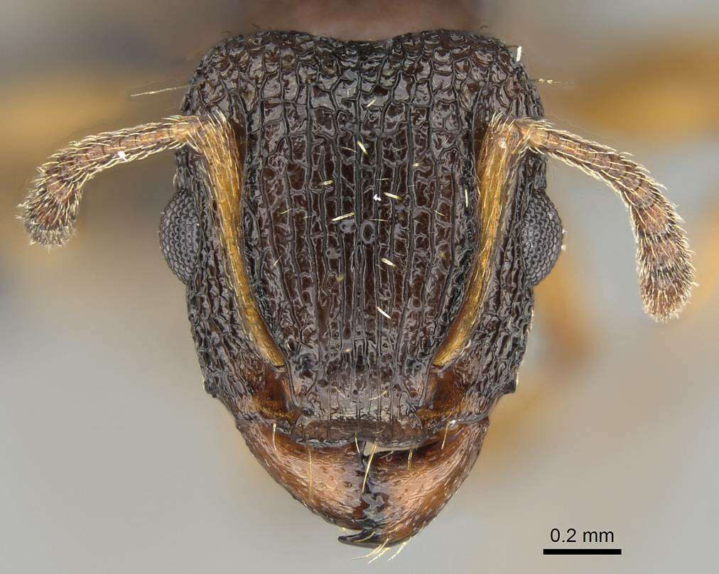 Image of Tetramorium erectum Emery 1895