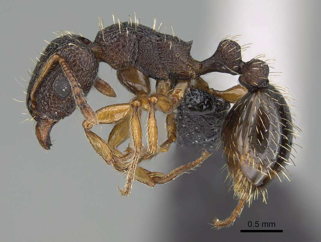 Image of Tetramorium erectum Emery 1895