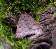 Image of early moth