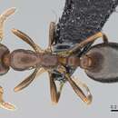 Image of Monomorium australe Emery 1886