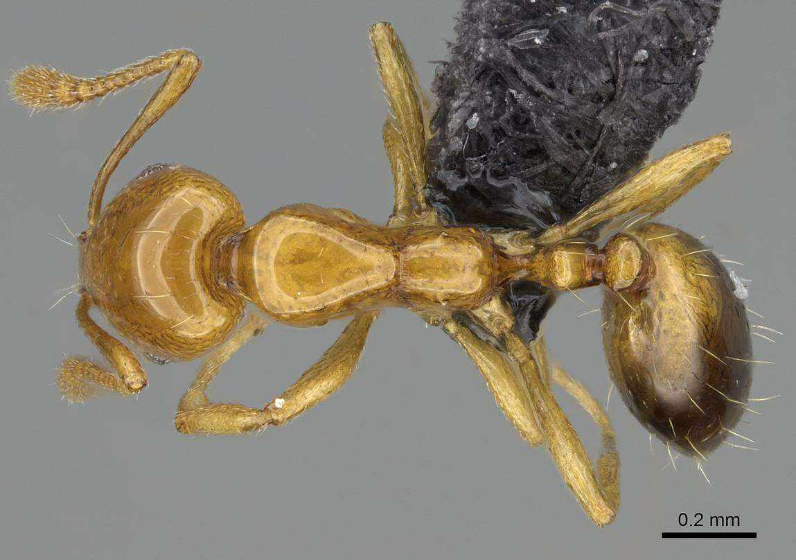 Image of Monomorium rhopalocerum Emery 1895