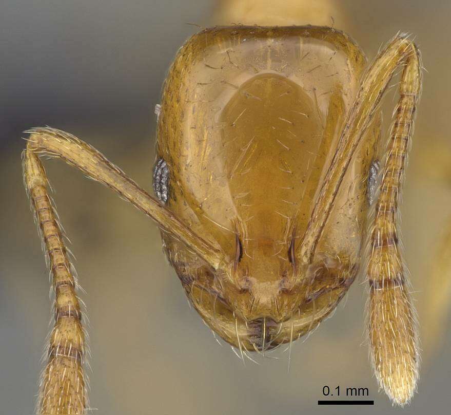 Слика од Monomorium rhopalocerum Emery 1895