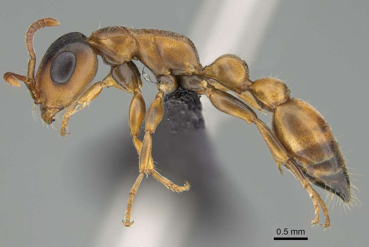 Image of Pseudomyrmecinae