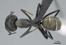 Plancia ëd Camponotus cinctellus (Gerstaecker 1859)