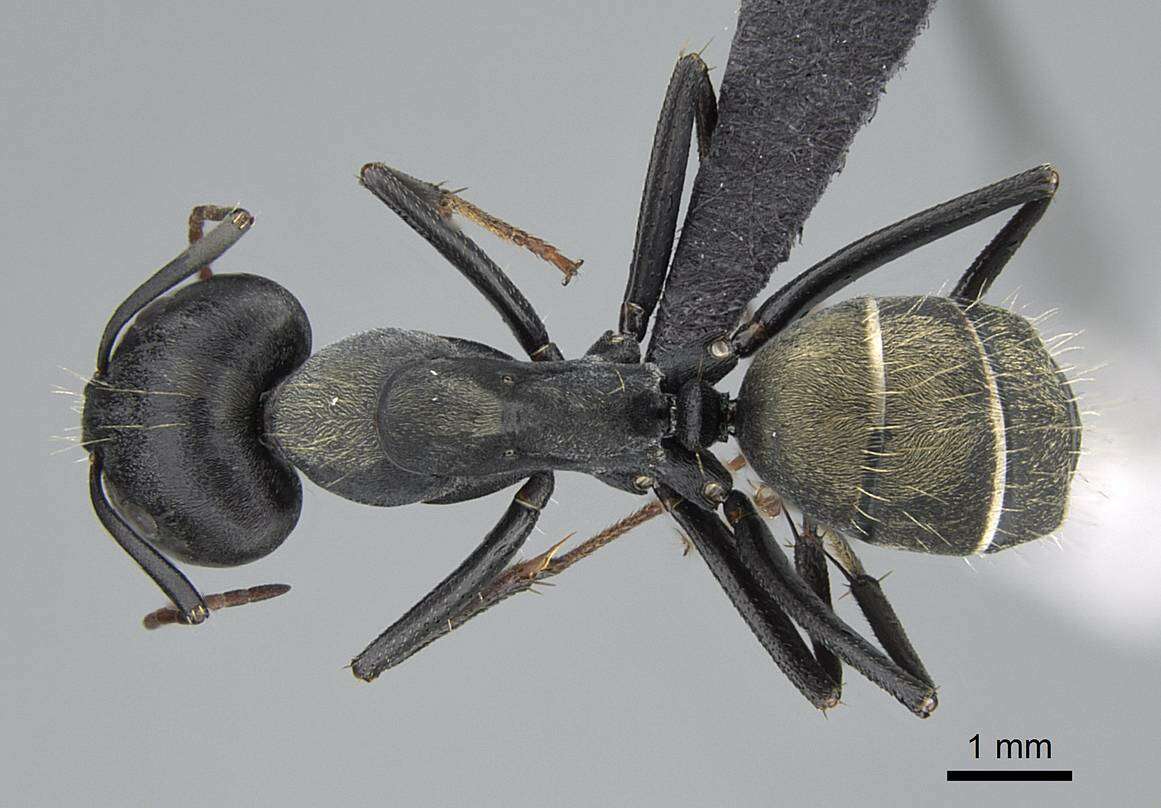 Plancia ëd Camponotus cinctellus (Gerstaecker 1859)