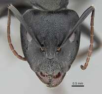 Plancia ëd Camponotus cinctellus (Gerstaecker 1859)