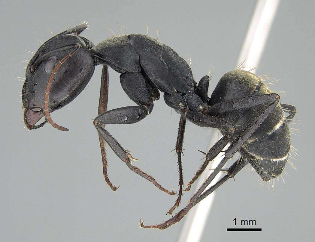 Plancia ëd Camponotus cinctellus (Gerstaecker 1859)