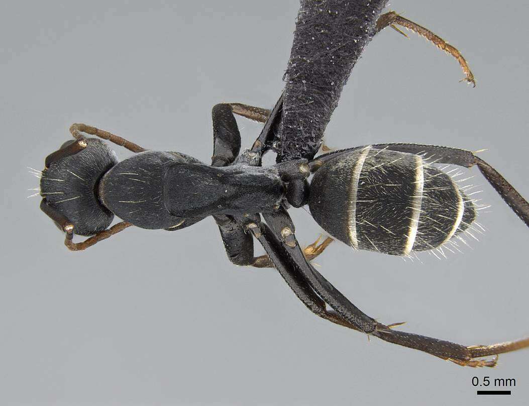 Plancia ëd Camponotus cinctellus (Gerstaecker 1859)