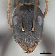 Plancia ëd Camponotus cinctellus (Gerstaecker 1859)