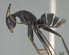 صورة Camponotus cinctellus (Gerstaecker 1859)