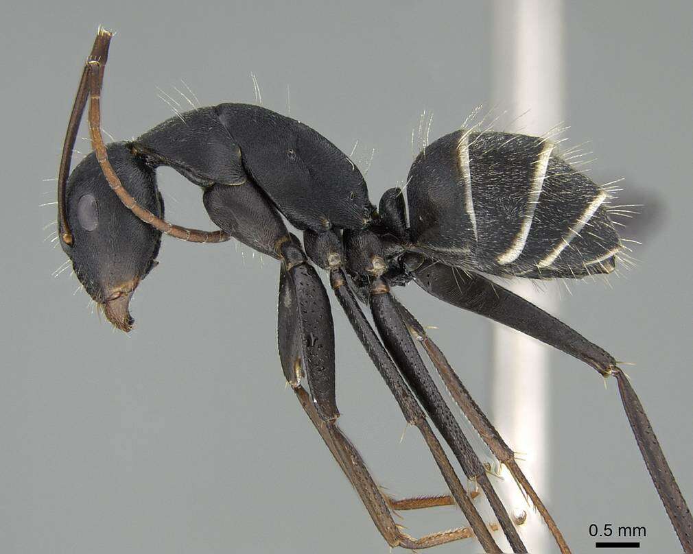 Plancia ëd Camponotus cinctellus (Gerstaecker 1859)