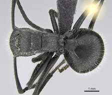 Image of Polyrhachis schistacea (Gerstaecker 1859)