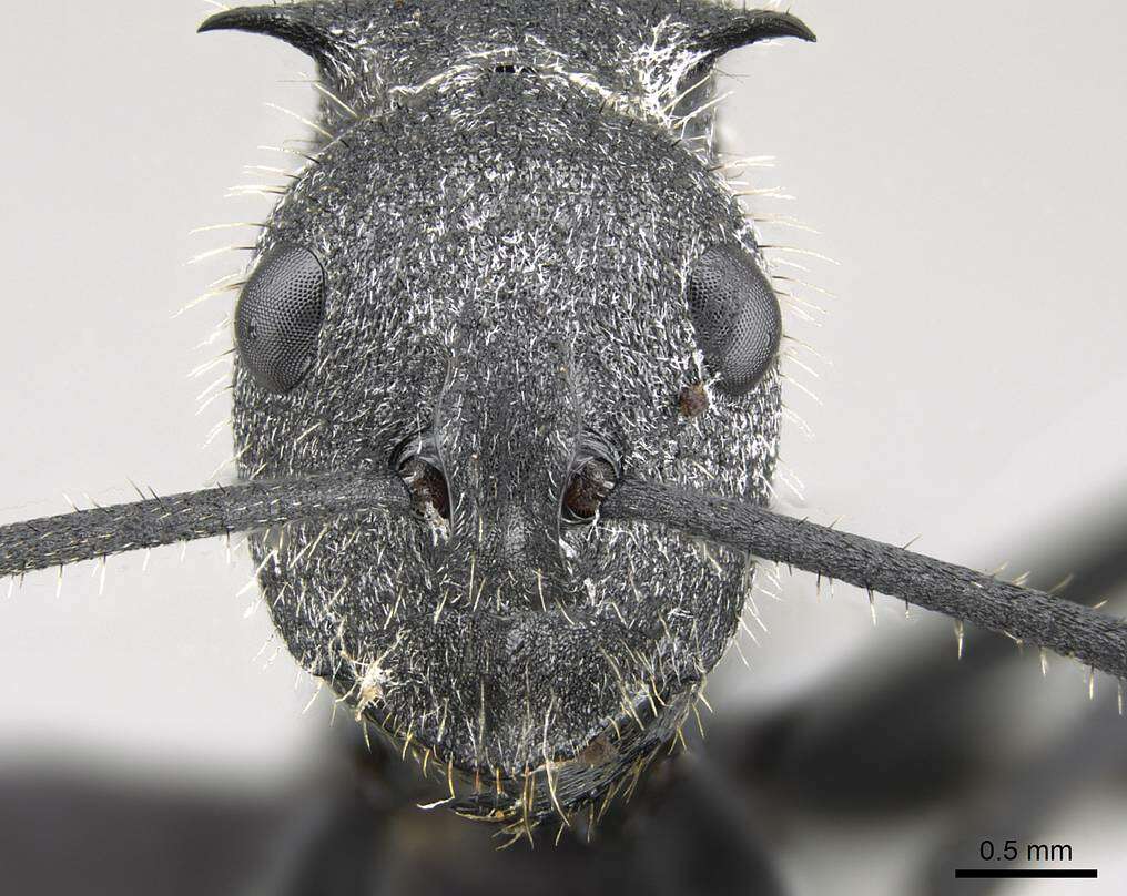 Image of Polyrhachis schistacea (Gerstaecker 1859)