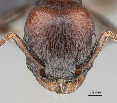 Image of Tetramorium solidum Emery 1886