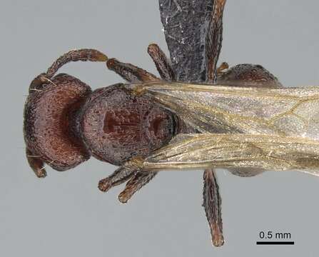 Image of Tetramorium solidum Emery 1886