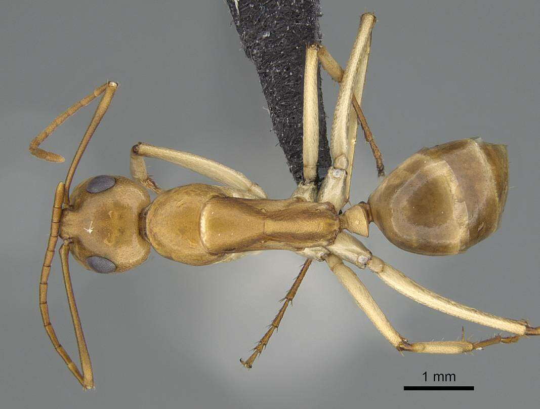 Image of Camponotus cuneiscapus Forel 1910