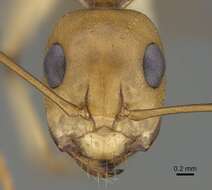 Image of Camponotus cuneiscapus Forel 1910