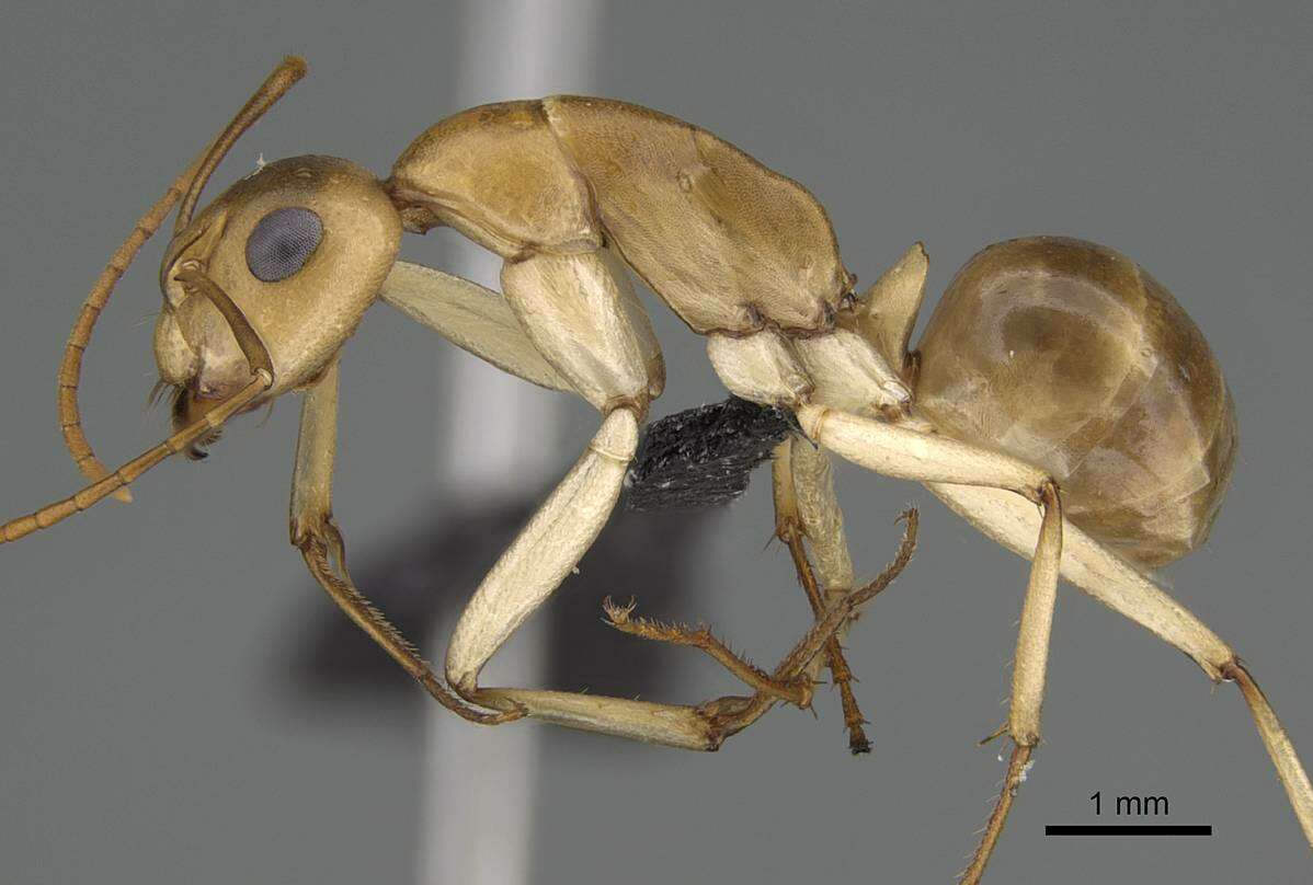 Image of Camponotus cuneiscapus Forel 1910