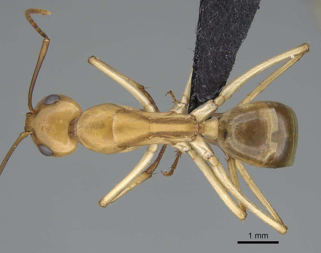 Image of Camponotus cuneiscapus Forel 1910