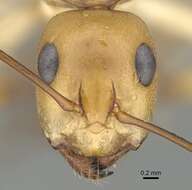 Image of Camponotus cuneiscapus Forel 1910